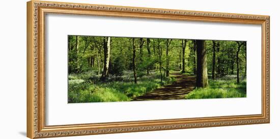 Bluebell Wood Yorkshire England-null-Framed Photographic Print