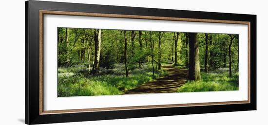 Bluebell Wood Yorkshire England-null-Framed Photographic Print