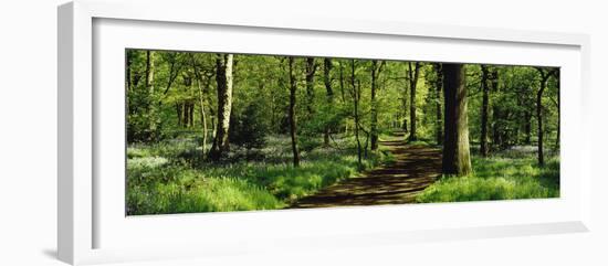 Bluebell Wood Yorkshire England-null-Framed Photographic Print