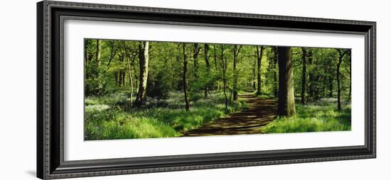 Bluebell Wood Yorkshire England-null-Framed Photographic Print