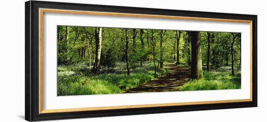 Bluebell Wood Yorkshire England-null-Framed Photographic Print