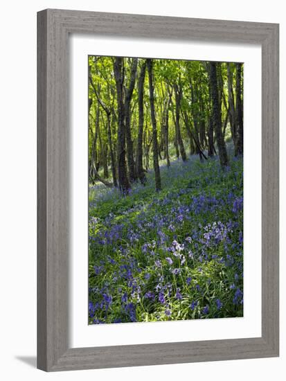 Bluebell Wood-Dr. Keith Wheeler-Framed Photographic Print