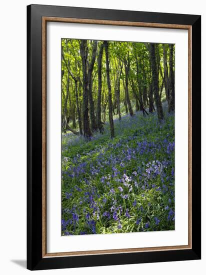 Bluebell Wood-Dr. Keith Wheeler-Framed Photographic Print