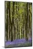 Bluebell  woods, Micheldever, Hampshire, UK-Adrian Davies-Mounted Photographic Print