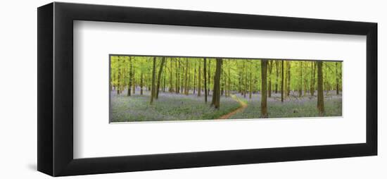 Bluebell Woods Panorama-Michael Hudson-Framed Art Print