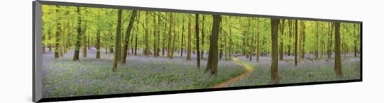 Bluebell Woods Panorama-Michael Hudson-Mounted Art Print