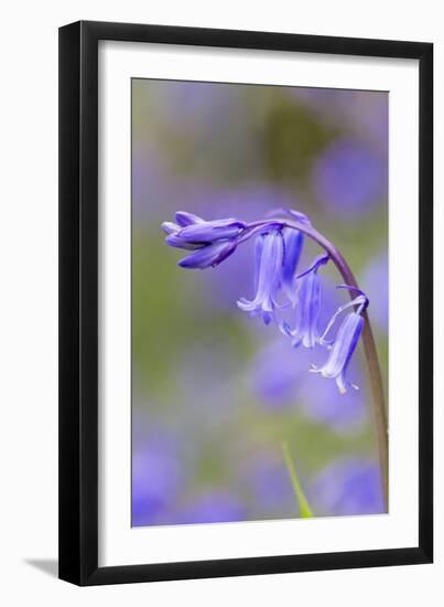 Bluebell-null-Framed Photographic Print