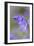 Bluebell-null-Framed Photographic Print