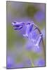 Bluebell-null-Mounted Photographic Print