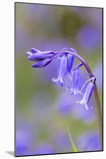 Bluebell-null-Mounted Photographic Print