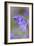 Bluebell-null-Framed Photographic Print