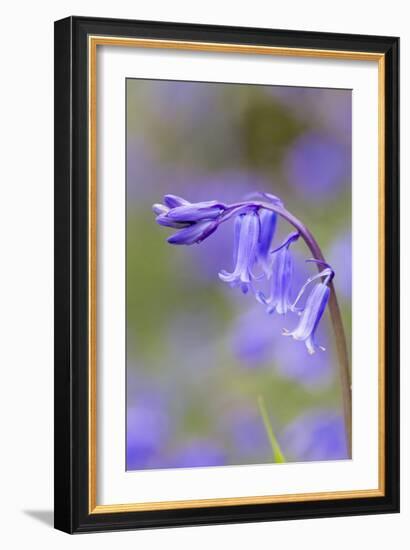 Bluebell-null-Framed Photographic Print