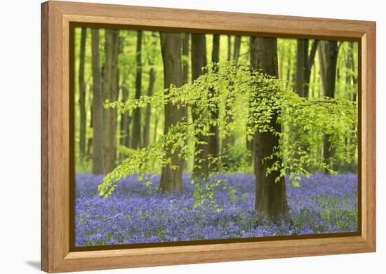 Bluebells and Beech Trees in West Woods, Wiltshire, England. Spring (May)-Adam Burton-Framed Premier Image Canvas