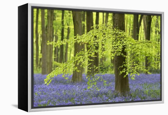 Bluebells and Beech Trees in West Woods, Wiltshire, England. Spring (May)-Adam Burton-Framed Premier Image Canvas