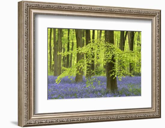 Bluebells and Beech Trees in West Woods, Wiltshire, England. Spring (May)-Adam Burton-Framed Photographic Print