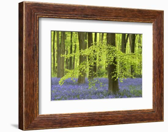 Bluebells and Beech Trees in West Woods, Wiltshire, England. Spring (May)-Adam Burton-Framed Photographic Print