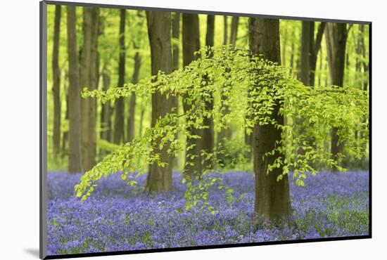 Bluebells and Beech Trees in West Woods, Wiltshire, England. Spring (May)-Adam Burton-Mounted Photographic Print