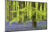 Bluebells and Beech Trees in West Woods, Wiltshire, England. Spring (May)-Adam Burton-Mounted Photographic Print