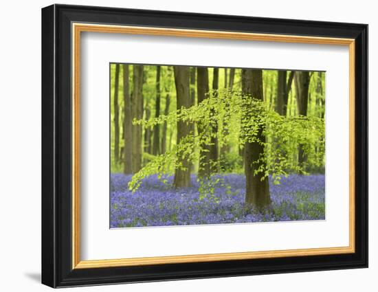 Bluebells and Beech Trees in West Woods, Wiltshire, England. Spring (May)-Adam Burton-Framed Photographic Print