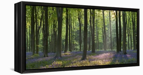 Bluebells and Beech Trees, West Woods, Marlborough, Wiltshire, England. Spring (May)-Adam Burton-Framed Premier Image Canvas