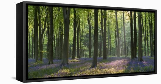 Bluebells and Beech Trees, West Woods, Marlborough, Wiltshire, England. Spring (May)-Adam Burton-Framed Premier Image Canvas