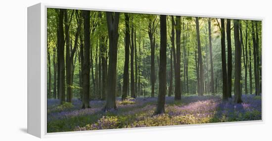 Bluebells and Beech Trees, West Woods, Marlborough, Wiltshire, England. Spring (May)-Adam Burton-Framed Premier Image Canvas