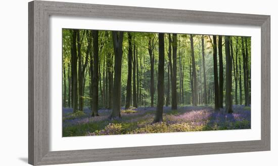 Bluebells and Beech Trees, West Woods, Marlborough, Wiltshire, England. Spring (May)-Adam Burton-Framed Photographic Print