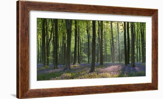 Bluebells and Beech Trees, West Woods, Marlborough, Wiltshire, England. Spring (May)-Adam Burton-Framed Photographic Print