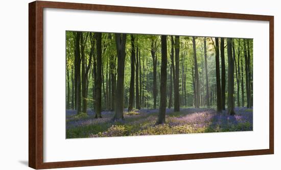 Bluebells and Beech Trees, West Woods, Marlborough, Wiltshire, England. Spring (May)-Adam Burton-Framed Photographic Print