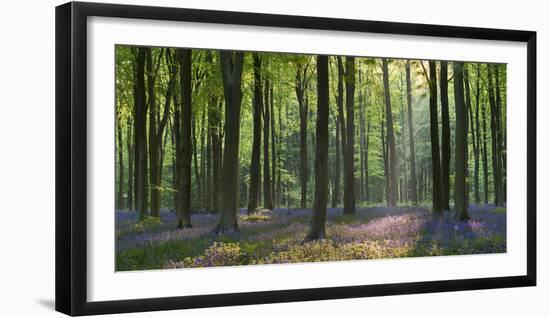 Bluebells and Beech Trees, West Woods, Marlborough, Wiltshire, England. Spring (May)-Adam Burton-Framed Photographic Print