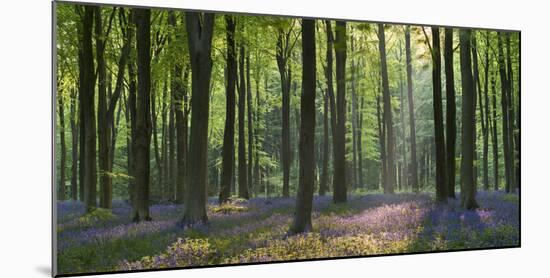 Bluebells and Beech Trees, West Woods, Marlborough, Wiltshire, England. Spring (May)-Adam Burton-Mounted Photographic Print