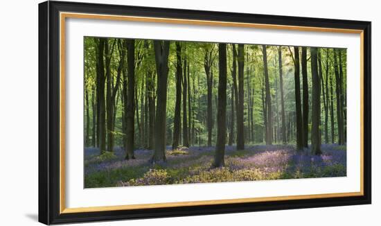 Bluebells and Beech Trees, West Woods, Marlborough, Wiltshire, England. Spring (May)-Adam Burton-Framed Photographic Print