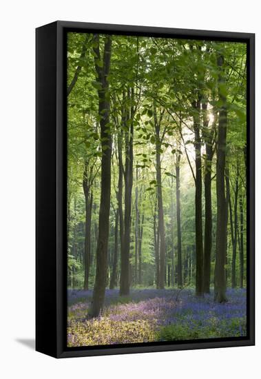 Bluebells and Beech Trees, West Woods, Marlborough, Wiltshire, England. Spring (May)-Adam Burton-Framed Premier Image Canvas