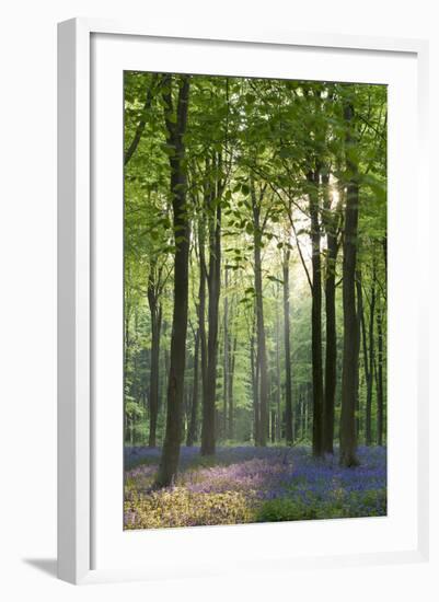 Bluebells and Beech Trees, West Woods, Marlborough, Wiltshire, England. Spring (May)-Adam Burton-Framed Photographic Print