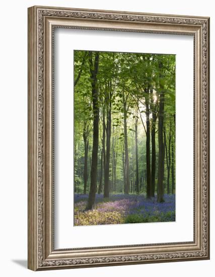 Bluebells and Beech Trees, West Woods, Marlborough, Wiltshire, England. Spring (May)-Adam Burton-Framed Photographic Print