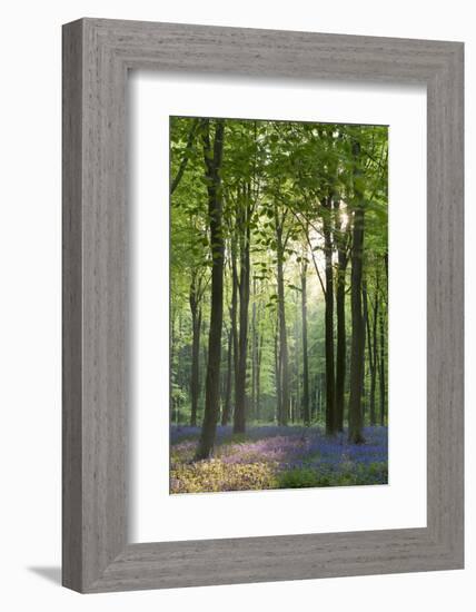 Bluebells and Beech Trees, West Woods, Marlborough, Wiltshire, England. Spring (May)-Adam Burton-Framed Photographic Print