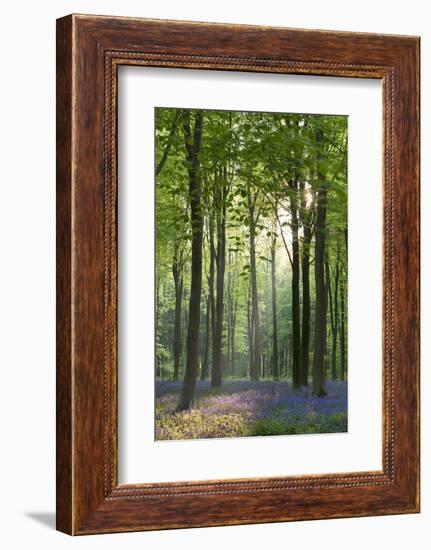 Bluebells and Beech Trees, West Woods, Marlborough, Wiltshire, England. Spring (May)-Adam Burton-Framed Photographic Print