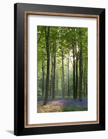 Bluebells and Beech Trees, West Woods, Marlborough, Wiltshire, England. Spring (May)-Adam Burton-Framed Photographic Print