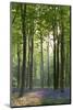 Bluebells and Beech Trees, West Woods, Marlborough, Wiltshire, England. Spring (May)-Adam Burton-Mounted Photographic Print