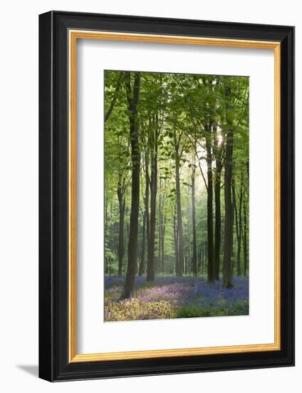 Bluebells and Beech Trees, West Woods, Marlborough, Wiltshire, England. Spring (May)-Adam Burton-Framed Photographic Print