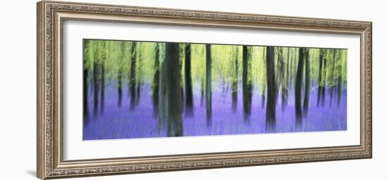Bluebells and beech woodland in April, Buckinghamshire, England, United Kingdom, Europe-David Tipling-Framed Photographic Print