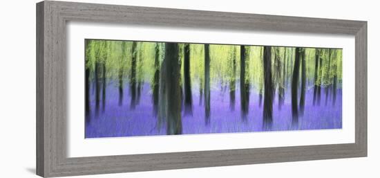 Bluebells and beech woodland in April, Buckinghamshire, England, United Kingdom, Europe-David Tipling-Framed Photographic Print