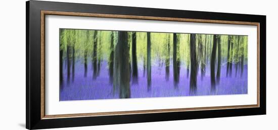 Bluebells and beech woodland in April, Buckinghamshire, England, United Kingdom, Europe-David Tipling-Framed Photographic Print