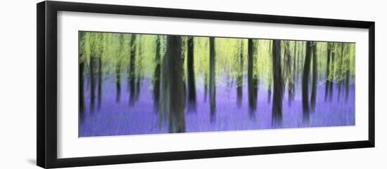 Bluebells and beech woodland in April, Buckinghamshire, England, United Kingdom, Europe-David Tipling-Framed Photographic Print