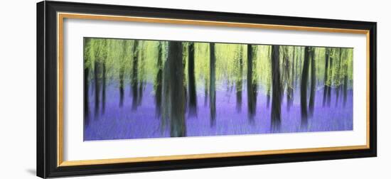 Bluebells and beech woodland in April, Buckinghamshire, England, United Kingdom, Europe-David Tipling-Framed Photographic Print