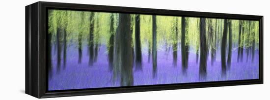 Bluebells and beech woodland in April, Buckinghamshire, England, United Kingdom, Europe-David Tipling-Framed Premier Image Canvas