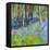 Bluebells And Birches-Sylvia Paul-Framed Premier Image Canvas