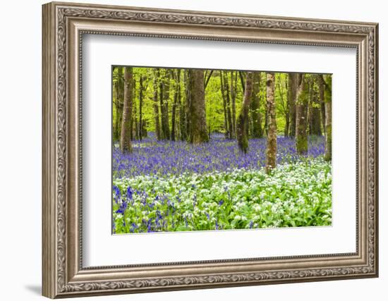 Bluebells and Garlic-Michael Blanchette Photography-Framed Photographic Print