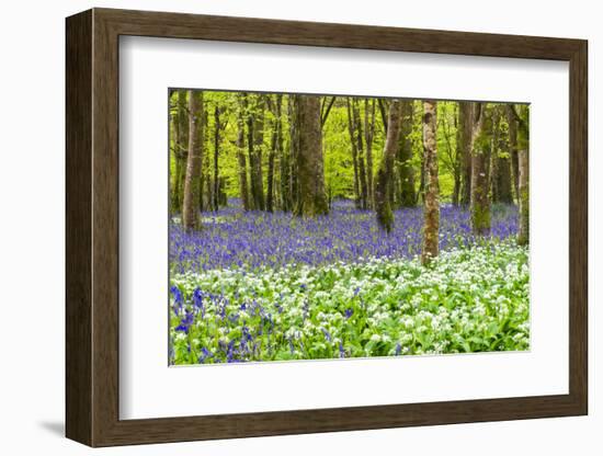 Bluebells and Garlic-Michael Blanchette Photography-Framed Photographic Print