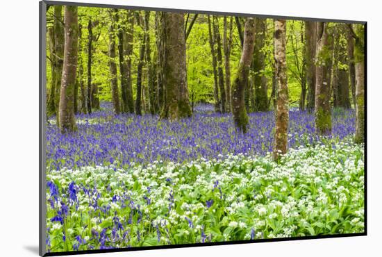 Bluebells and Garlic-Michael Blanchette Photography-Mounted Photographic Print